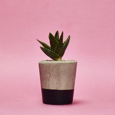 a small potted plant sitting on top of a pink surface