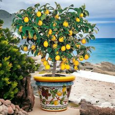 a potted lemon tree sitting next to the ocean