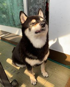 a black and white dog sitting on top of a wooden floor next to a window