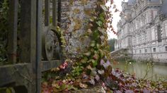 ivy growing on the side of an old building next to a river with buildings in the background