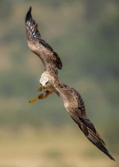 a bird flying through the air with it's beak in its mouth and wings spread out