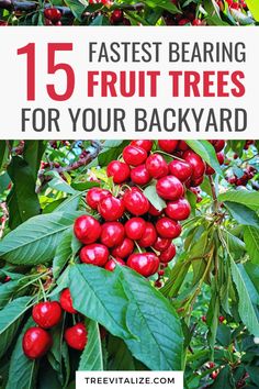 berries growing on trees with text overlay that reads 15 fastest bearing fruit trees for your backyard