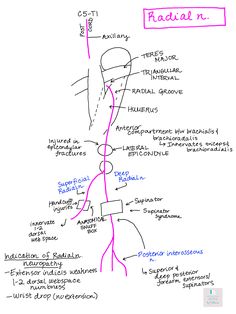 a diagram with the names and functions of radaln written in pink on white paper