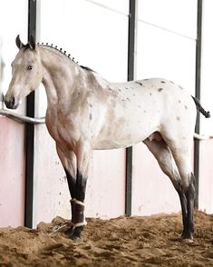 a white horse standing next to a pink wall in an enclosed area with dirt on the ground