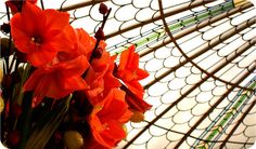 red flowers are in the center of a glass structure