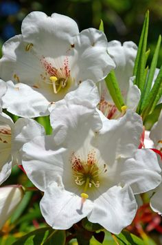 white flowers are blooming in the garden