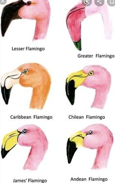 four flamingos are shown with different names in each one's head and neck