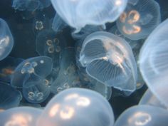 some very pretty jellyfish in the water