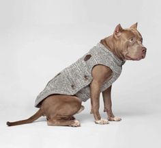 a brown dog wearing a sweater and sitting on top of a white floor in front of a gray background