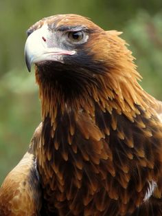 a close up of a bird of prey