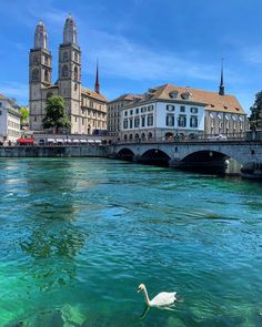 a white swan floating on top of a river next to tall buildings and a bridge