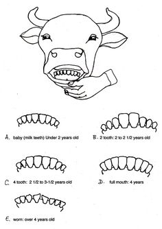 an animal's teeth are shown in this worksheet for children to learn how to