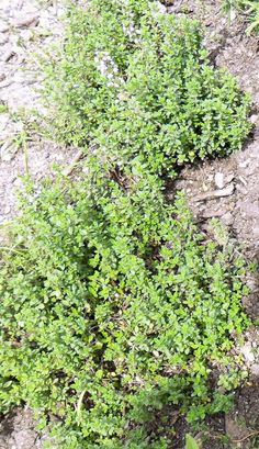 small green plants growing out of the ground