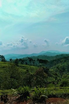 an elephant standing on top of a lush green hillside covered in trees and bushes with mountains in the background