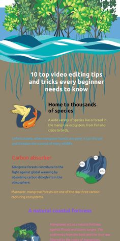 the top video editing tips and tricks every beginner needs to know infographicly