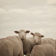 a herd of sheep standing next to each other