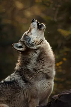 a wolf is looking up at the sky