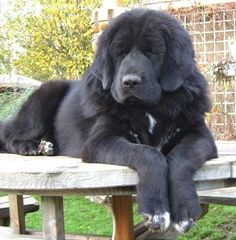 a large black dog sitting on top of a wooden bench