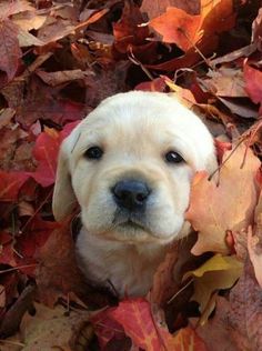 a puppy is laying in the leaves on the ground