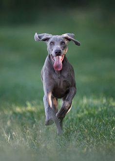 a dog running in the grass with its tongue out