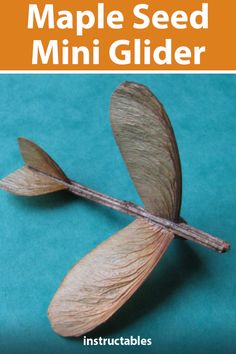 an image of a maple seed with the words maple seed mini glider written below it