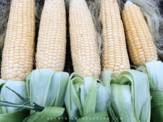 corn on the cob is ready to be sold