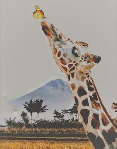 a giraffe standing in front of a mountain with its head up to the sky