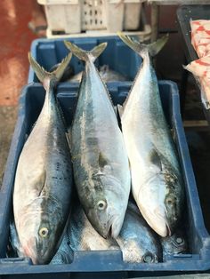 three fish are sitting in a blue container