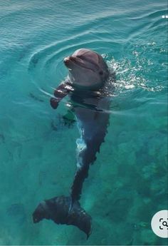 a dolphin swimming in the water with its mouth open and it's head above the water