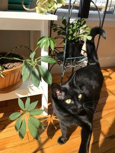 a black cat standing next to a potted plant