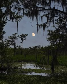 the moon shines through the trees and water in this swampy area at night