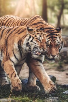 two tigers are walking together in the grass near rocks and trees, with sunlight shining on them