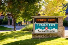 Welcome to Indian Tree Animal Hospital! We are an award-winning veterinary practice committed to serving the dogs, cats, and exotic pets of Arvada, CO, and its surrounding areas, including Westminster, Wheat Ridge, Lakewood, Broomfield, and Denver. Spain Holidays, Senior Care, The Dogs, Holiday Activities, Exotic Pets, Dogs Cats, Westminster, Wheat