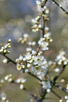 white flowers are blooming on a tree branch