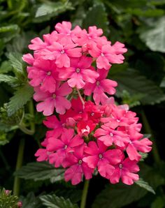 pink flowers with green leaves in the background