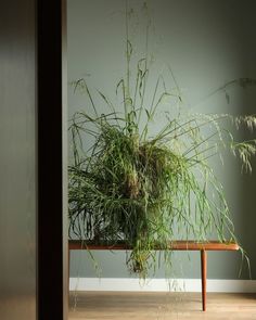 a plant on a wooden bench in front of a wall