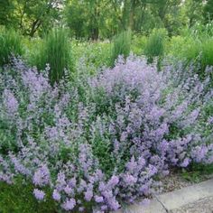 some purple flowers are growing in the grass