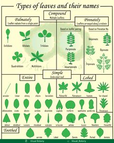 different types of leaves and their names