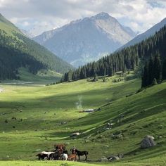 several horses are standing in the grass with mountains in the background