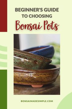 the beginner's guide to choosing bonsai pots