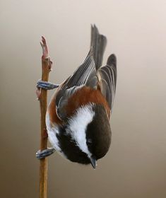 a small bird perched on top of a tree branch with it's wings spread