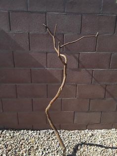 a small tree that is next to a brick wall