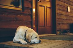 a dog is laying on the porch next to a door and looking at something in front of him