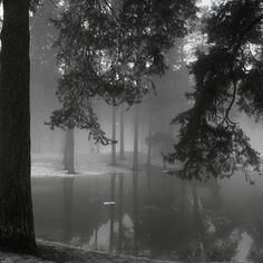 trees and water in the fog on a cold day with no one around them,