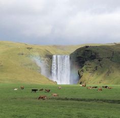 cattle grazing in front of a waterfall on a cloudy day