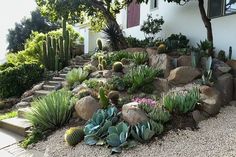 an outdoor garden with rocks and cactus plants