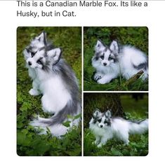 a collage of four pictures of a baby raccoon in the grass with caption that reads, this is a canadian marble fox, it's like a husky, but in cat