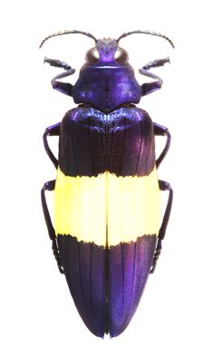 a purple and yellow beetle with long antennae