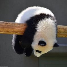 a black and white panda bear hanging upside down on a wooden pole with its head up