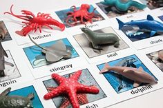 various sea animals are displayed on a sheet of paper with the words curious minds written below them